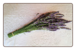 A Bouquet of Lavender-  Freshly harvested